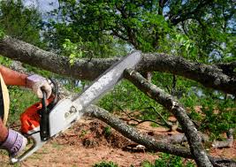 Best Tree Health Inspection  in South Gate Ridge, FL